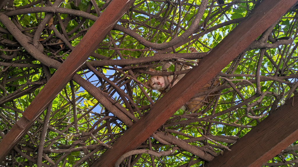 Cheshire Cat Discount for Angelino Heights & Carroll Avenue Tour - Sat 6/13/26